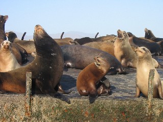 sea lions